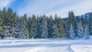 winter, trees, nature-6936103.jpg